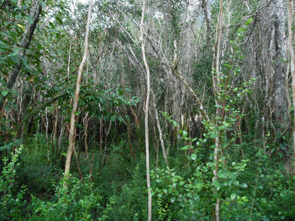 Cuyinco Domos Rininahue Exterior foto